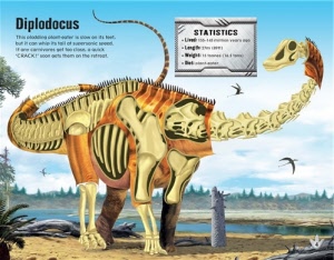 diplodocus